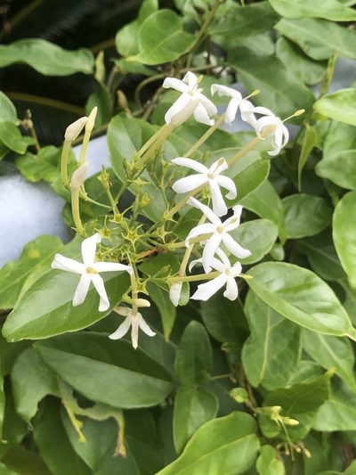Jasminum lanceolaria, photographed by Takaaki Hattori
