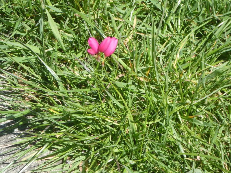 Ixia maculata, photographed by Doug Miller