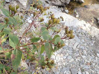 Hypericum hircinum, photographed by Dr. Guido Bohne