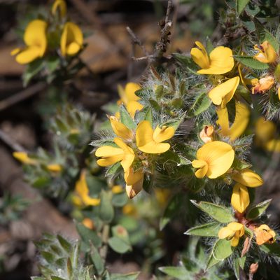Pultenaea trinervis, photographed by Kym Nicolson
