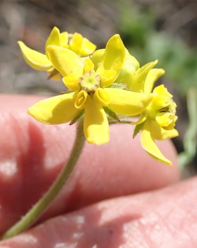 Aspidonepsis diploglossa, photographed by Peter Warren