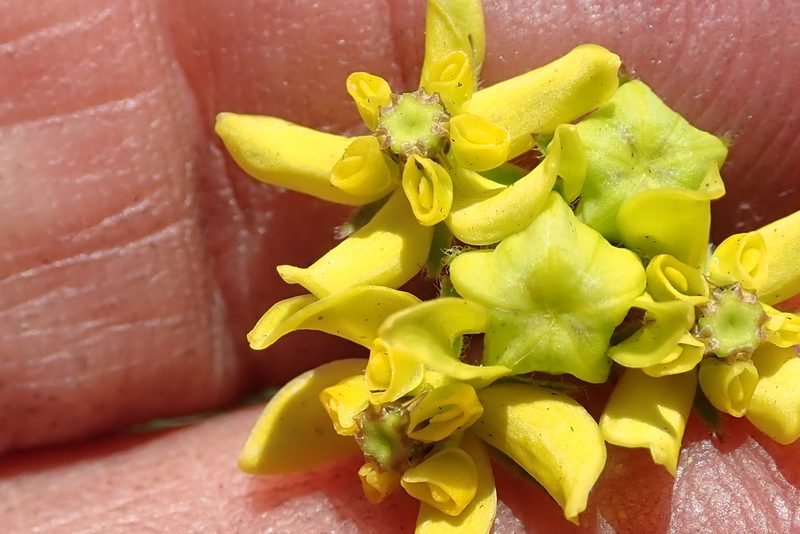 Aspidonepsis diploglossa, photographed by Peter Warren