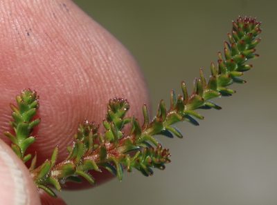 Roella recurvata, photographed by Tony Rebelo