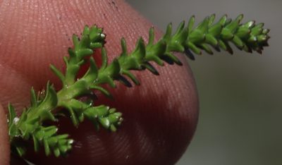Roella recurvata, photographed by Tony Rebelo