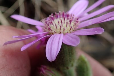 Senecio speciosus, photographed by Peter Warren