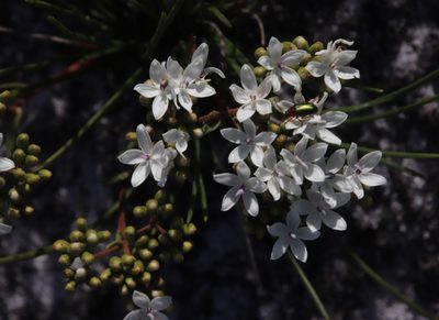 Corymbium africanum, photographed by Tony Rebelo
