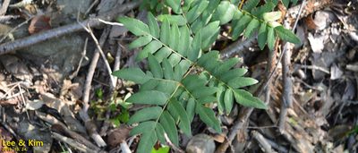 Osmunda japonica, photographed by Kim, Hyun-tae