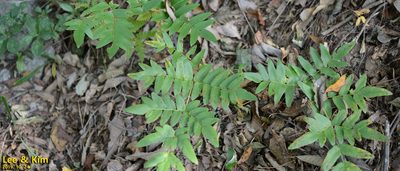 Osmunda japonica, photographed by Kim, Hyun-tae