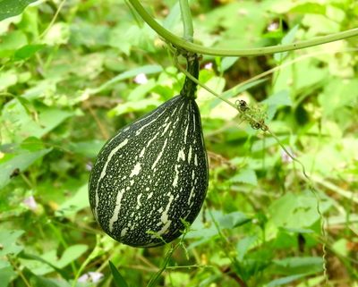 Cucurbita argyrosperma, photographed by Francisco Farriols Sarabia