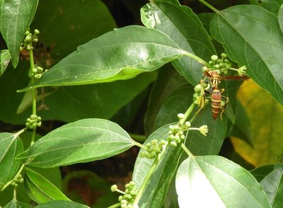 Colubrina triflora, photographed by Francisco Farriols Sarabia