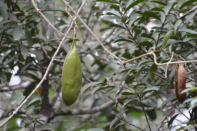 Anemopaegma puberulum, photographed by Neptalí Ramírez Marcial