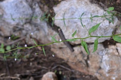 Lobelia longicaulis, photographed by Neptalí Ramírez Marcial