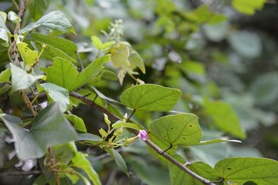 Laubertia contorta, photographed by Neptalí Ramírez Marcial
