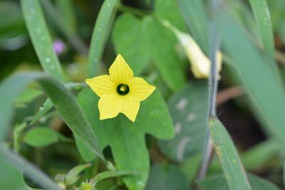 Schizocarpum longisepalum, photographed by Neptalí Ramírez Marcial