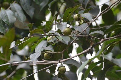 Diospyros salicifolia, photographed by Neptalí Ramírez Marcial