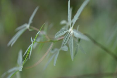 Manihot angustiloba, photographed by Neptalí Ramírez Marcial