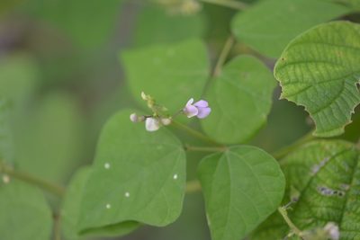 Phaseolus microcarpus, photographed by Neptalí Ramírez Marcial