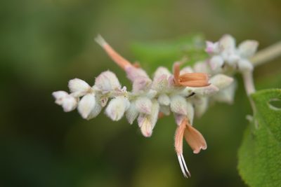 Salvia lasiantha, photographed by Neptalí Ramírez Marcial