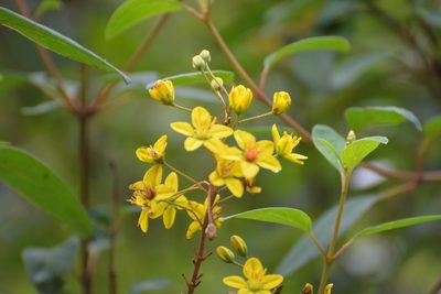 Galphimia speciosa, photographed by Neptalí Ramírez Marcial