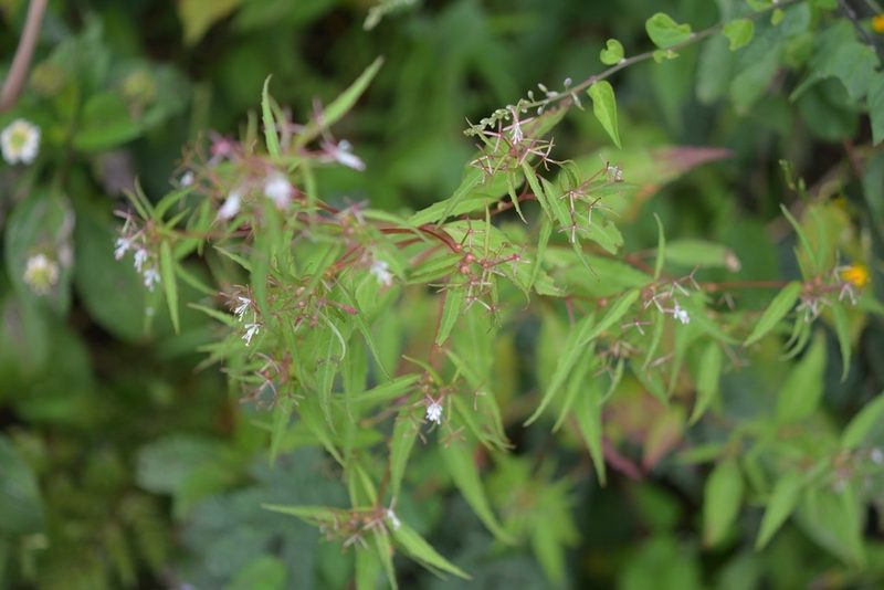Gongylocarpus rubricaulis, photographed by Neptalí Ramírez Marcial