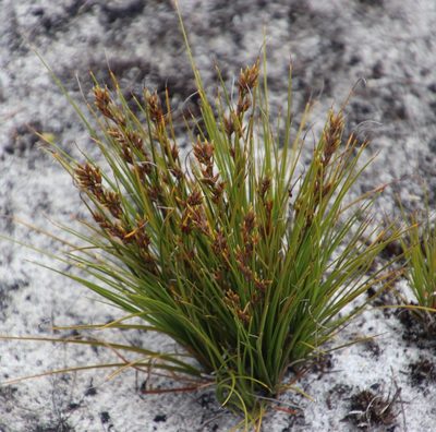 Tetraria microstachys, photographed by Tony Rebelo