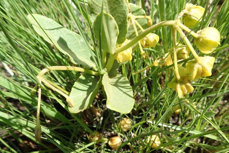 Asclepias fulva, photographed by Peter Warren
