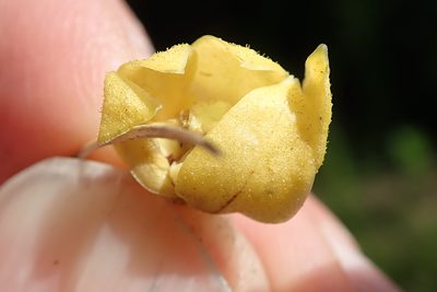 Asclepias fulva, photographed by Peter Warren
