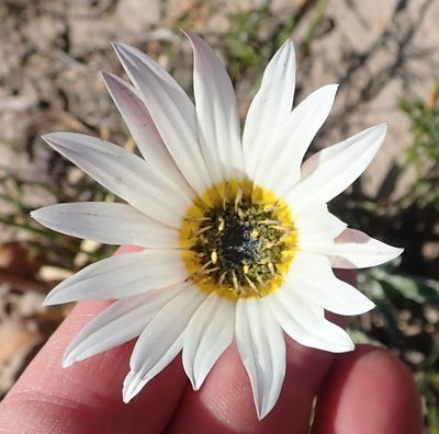 Arctotis pinnatifida, photographed by Nicola van Berkel
