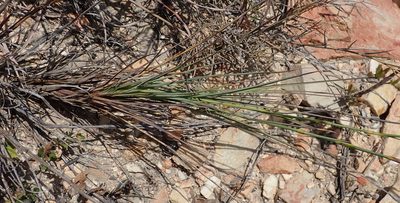 Dianthus caespitosus, photographed by Nicola van Berkel