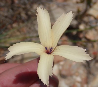 Dianthus caespitosus, photographed by Nicola van Berkel