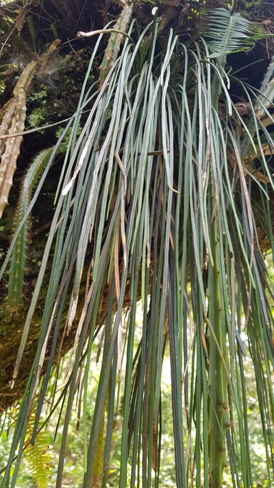 Vittaria graminifolia, photographed by Eugenio Padilla