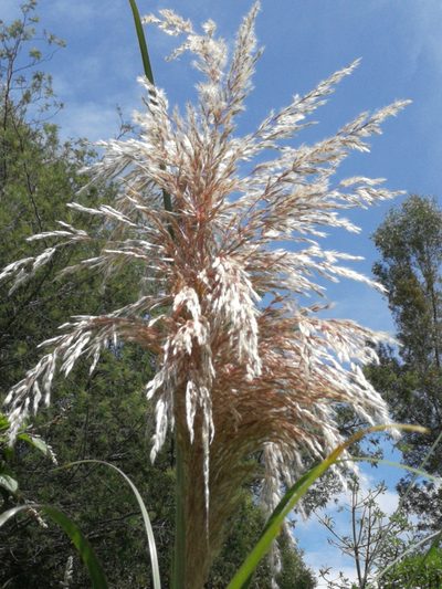 Cortaderia nitida, photographed by sandy-espinozaf