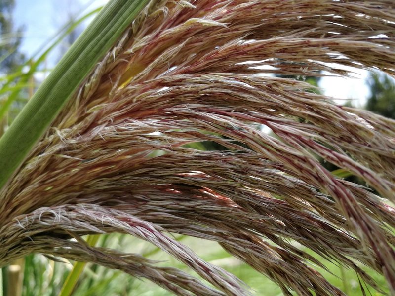 Cortaderia nitida, photographed by sandy-espinozaf