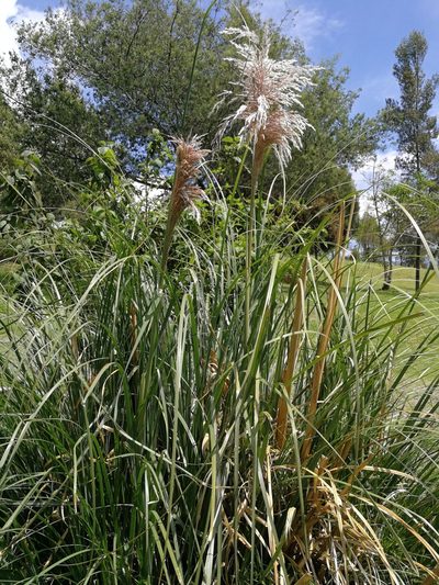 Cortaderia nitida, photographed by sandy-espinozaf