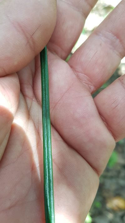 Vittaria graminifolia, photographed by Eugenio Padilla