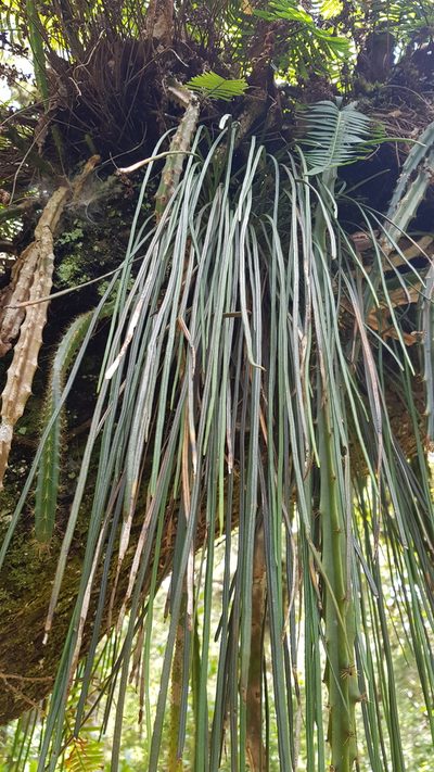 Vittaria graminifolia, photographed by Eugenio Padilla