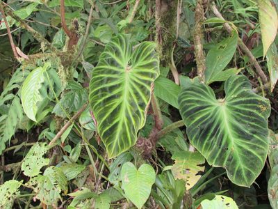 Philodendron verrucosum, photographed by Guillermo J. Fadul R.