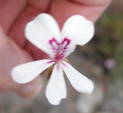 Pelargonium laevigatum, photographed by Nicola van Berkel