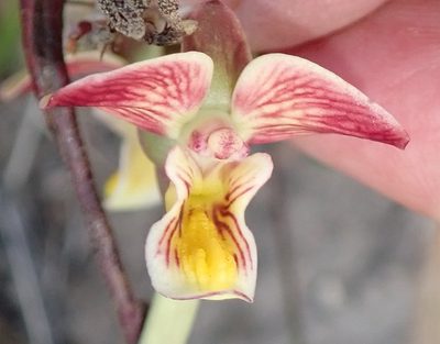 Eulophia tuberculata, photographed by Nicola van Berkel