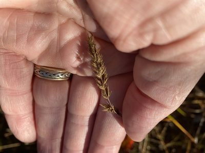 Muhlenbergia glomerata, photographed by Alan Weakley