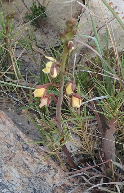 Eulophia tuberculata, photographed by Nicola van Berkel
