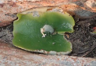 Holothrix pilosa, photographed by Nicola van Berkel