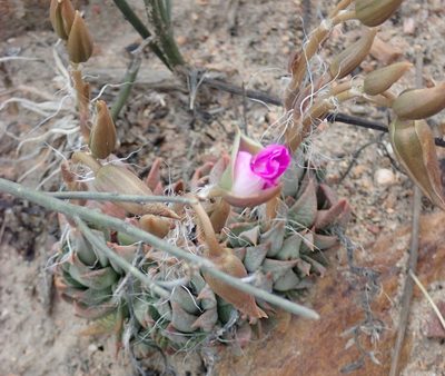 Anacampseros trigona, photographed by Nicola van Berkel