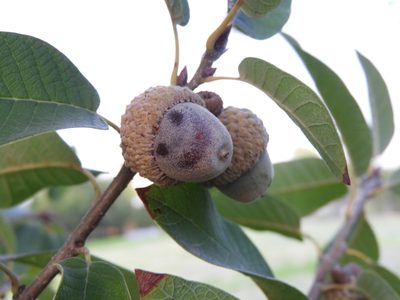 Quercus polymorpha, photographed by Leticia Jiménez Hernández