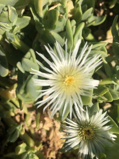 Mesembryanthemum vanrensburgii, photographed by Sean Privett