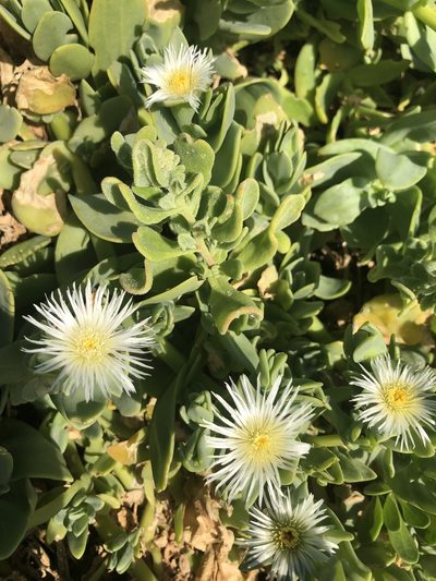 Mesembryanthemum vanrensburgii, photographed by Sean Privett