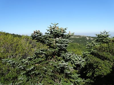 Abies cephalonica, photographed by Grzegorz Grzejszczak