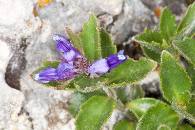 Paederota bonarota, photographed by Drepanostoma