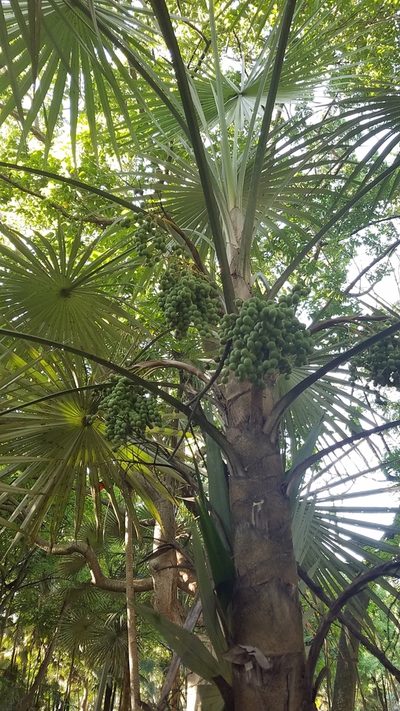 Coccothrinax argentea, photographed by Yolanda M. Leon