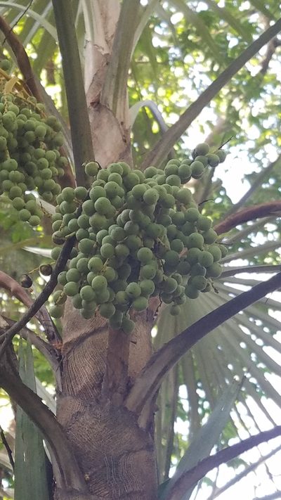 Coccothrinax argentea, photographed by Yolanda M. Leon